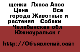 щенки  Лхаса Апсо › Цена ­ 20 000 - Все города Животные и растения » Собаки   . Челябинская обл.,Южноуральск г.
